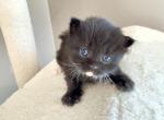 Luna from Cosmic Litter - Siberian Cat For Sale - Belchertown&comma; MA&comma; US