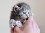 Nova from Cosmic Litter - Siberian Cat For Sale - Belchertown&comma; MA&comma; US