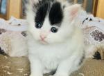 Christina from Greys Anatomy Litter - Siberian Cat For Sale - Belchertown&comma; MA&comma; US