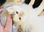 Derek from Greys Anatomy Litter - Siberian Cat For Sale - Belchertown&comma; MA&comma; US