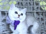Lussie - Scottish Straight Cat For Sale - Kent&comma; WA&comma; US