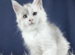 Zefir - Maine Coon Cat For Sale - Miami&comma; FL&comma; US