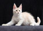 Solo - Maine Coon Cat For Sale - Miami&comma; FL&comma; US
