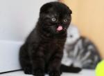 Princess available for reservation - Scottish Fold Cat For Sale - FL&comma; US