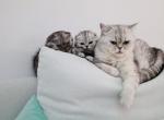 Scottish Fold girl - Scottish Fold Cat For Sale - FL&comma; US