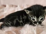 Charcoal Snow Male Light Blue Collar - Bengal Cat For Sale - Bradner&comma; OH&comma; US