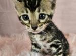 Brown Female Orange Collar - Bengal Cat For Sale - Bradner&comma; OH&comma; US