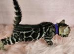 Brown Female Purple Collar - Bengal Cat For Sale - Bradner&comma; OH&comma; US