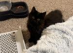Siberian Mix Kitties - Siberian Cat For Sale - Silver Spring&comma; MD&comma; US