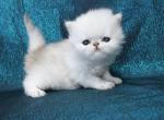 chinchilla silvers - Persian Cat For Sale - Sacramento&comma; CA&comma; US