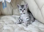 Gabriela - Egyptian Mau Cat For Sale - Norwalk&comma; CT&comma; US