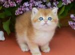 Oscar - British Shorthair Cat For Sale - Norwalk&comma; CT&comma; US