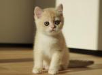 Neo - British Shorthair Cat For Sale - Norwalk&comma; CT&comma; US