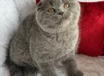 Paul - Scottish Fold Cat For Sale - Miami&comma; FL&comma; US