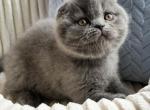 Urnan - Scottish Fold Cat For Sale - Miami&comma; FL&comma; US