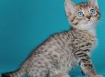 Peak Pikes - Munchkin Cat For Sale - Pembroke Pines&comma; FL&comma; US