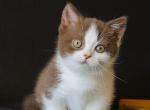 Barbara - Munchkin Cat For Sale - Pembroke Pines&comma; FL&comma; US