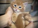 Orange And Tabby - Maine Coon Cat For Sale - East Taunton&comma; MA&comma; US