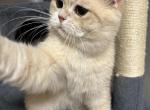 British Blue golden chinchilla - British Shorthair Kitten For Sale - Staten Island&comma; NY&comma; US