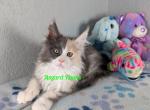 Blue cream and white girl - Maine Coon Cat For Sale - Fort Worth&comma; TX&comma; US