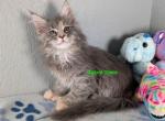 Blue cream ticked poly girl - Maine Coon Cat For Sale - Fort Worth&comma; TX&comma; US