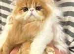 Twix - Persian Cat For Sale - Pembroke Pines&comma; FL&comma; US