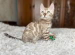 Persev - Bengal Cat For Sale - Norwalk&comma; CT&comma; US