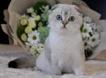 Melvin - Scottish Fold Cat For Sale - Hollywood&comma; FL&comma; US