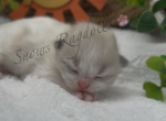 Betty - Ragdoll Cat For Sale - Desloge&comma; MO&comma; US