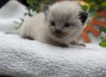 Lily - Ragdoll Cat For Sale - Desloge&comma; MO&comma; US