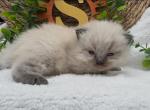 Nala - Ragdoll Cat For Sale - Desloge&comma; MO&comma; US