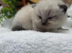Lucy - Ragdoll Cat For Sale - Desloge&comma; MO&comma; US