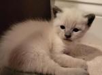 Siamese Blue Point Female - Siamese Cat For Sale - Wayland&comma; MA&comma; US