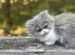 Clara - Persian Cat For Sale - Gadsden&comma; AL&comma; US