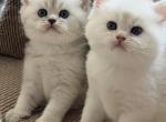 British Shorthair Kittens 2 - British Shorthair Cat For Sale - Philadelphia&comma; PA&comma; US