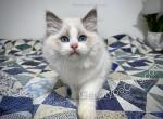 Barnaby - Ragdoll Cat For Sale - Tuscaloosa&comma; AL&comma; US