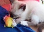 Chocolatept Snowshoe Girl - Siamese Cat For Sale - Walterboro&comma; SC&comma; US