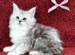 Belle - Maine Coon Cat For Sale - Miami&comma; FL&comma; US