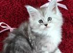 Pearl - Maine Coon Cat For Sale - Miami&comma; FL&comma; US