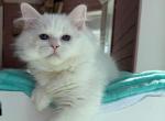 Tarasik - Siberian Cat For Sale - Miami&comma; FL&comma; US
