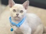 Boomy - Burmese Cat For Sale - Brooklyn&comma; NY&comma; US