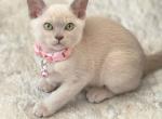 Bloomy - Burmese Cat For Sale - Brooklyn&comma; NY&comma; US