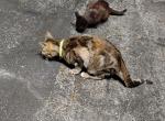 Rosie - Domestic Cat For Adoption - Fort Lauderdale&comma; FL&comma; US
