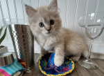 Golden Girls  Rose TICA Registered - Ragdoll Cat For Sale - Maineville&comma; OH&comma; US