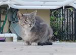 Sterling - Domestic Cat For Adoption - Fort Lauderdale&comma; FL&comma; US