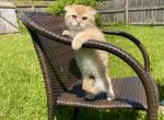 Scottish golden chinchillas - Scottish Fold Cat For Sale - Fort Wayne&comma; IN&comma; US