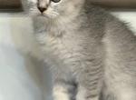 Girl - Scottish Fold Cat For Sale - Maineville&comma; OH&comma; US