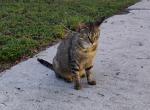 Brownie Bear - Munchkin Cat For Adoption - Fort Lauderdale&comma; FL&comma; US