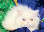 CFA registered White dollface persian female - Persian Kitten For Sale - San Jose&comma; CA&comma; US
