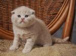 Simba - Scottish Fold Cat For Sale - North Richland Hills&comma; TX&comma; US